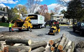 Best Storm Damage Tree Cleanup  in Ivins, UT