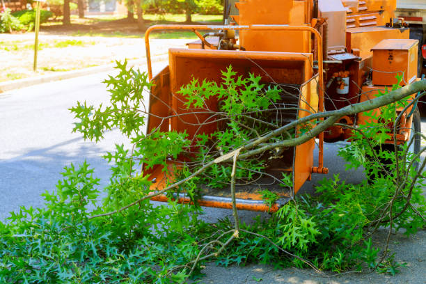 Best Commercial Tree Services  in Ivins, UT