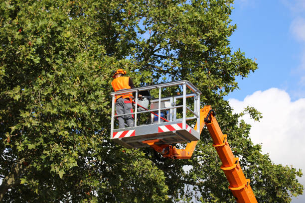 Best Tree Disease Treatment  in Ivins, UT