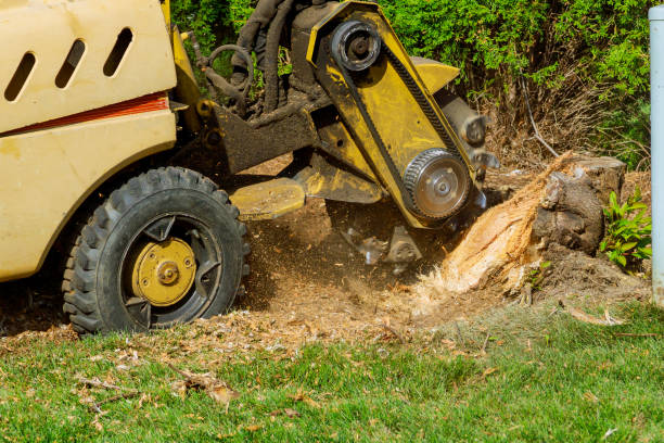 Best Arborist Consultation Services  in Ivins, UT