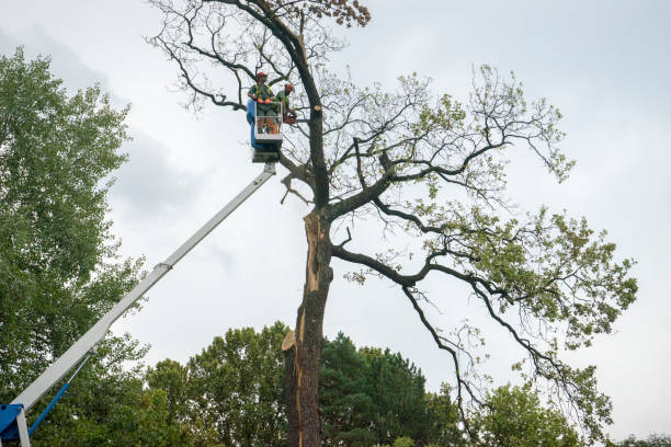 Best Emergency Tree Removal  in Ivins, UT