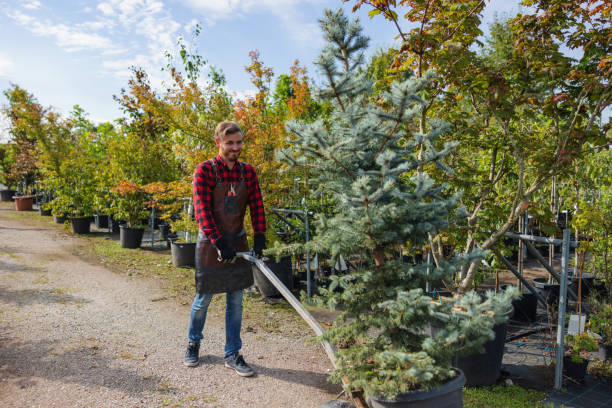 Best Tree Risk Assessment  in Ivins, UT