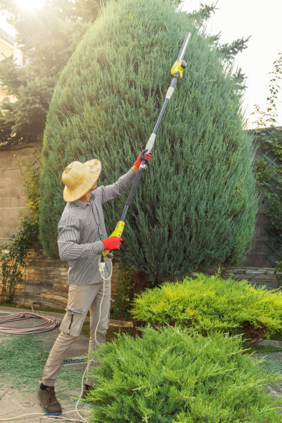 Best Hedge Trimming  in Ivins, UT