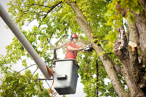 Best Emergency Tree Removal  in Ivins, UT